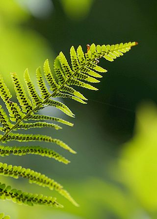 Cours de Naturopathie, Vacances en famille, Massage-relaxation-santé